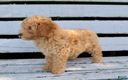 Miniature Poodle dogs for sale: Cally - Image 3
