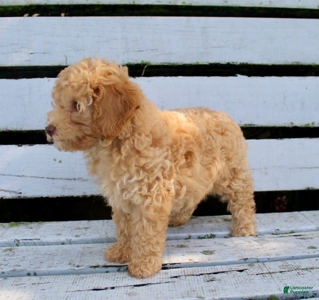 Miniature Poodle dogs for sale: Cally - Image 3