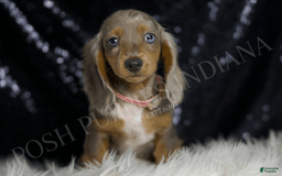 Miniature Dachshund dogs for sale: Lani - Image 3
