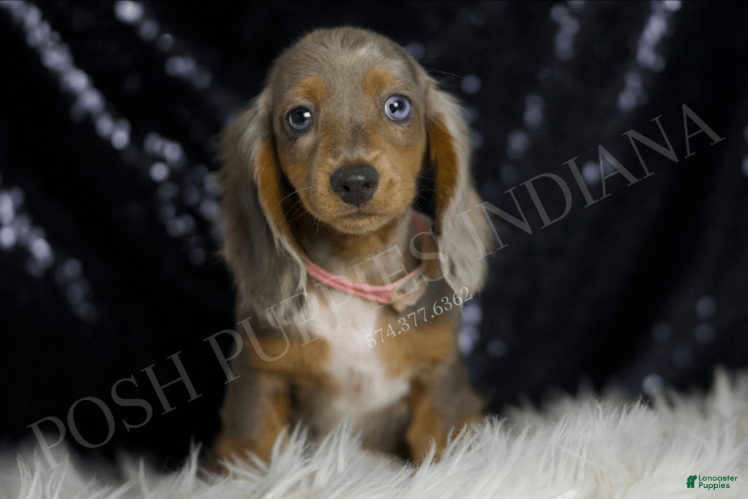 Miniature Dachshund dogs for sale: Lani - Image 3
