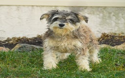 Miniature Schnauzer dogs for sale: Lake - Image 7