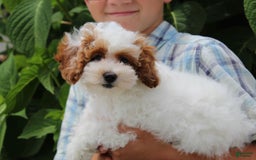 Miniature Poodle dogs for sale: Lily - Image 6