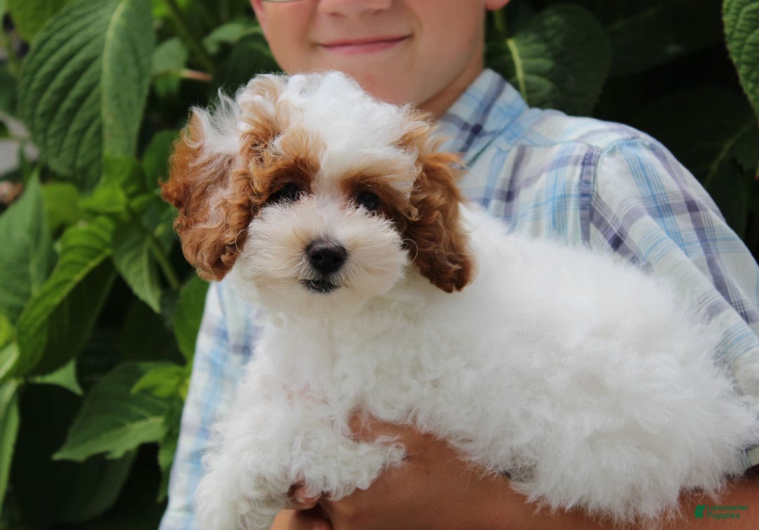 Miniature Poodle dogs for sale: Lily - Image 6