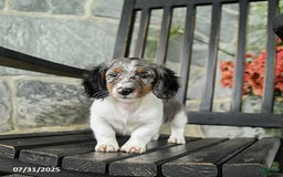 Miniature Dachshund dogs for sale: Cookie - Image 6