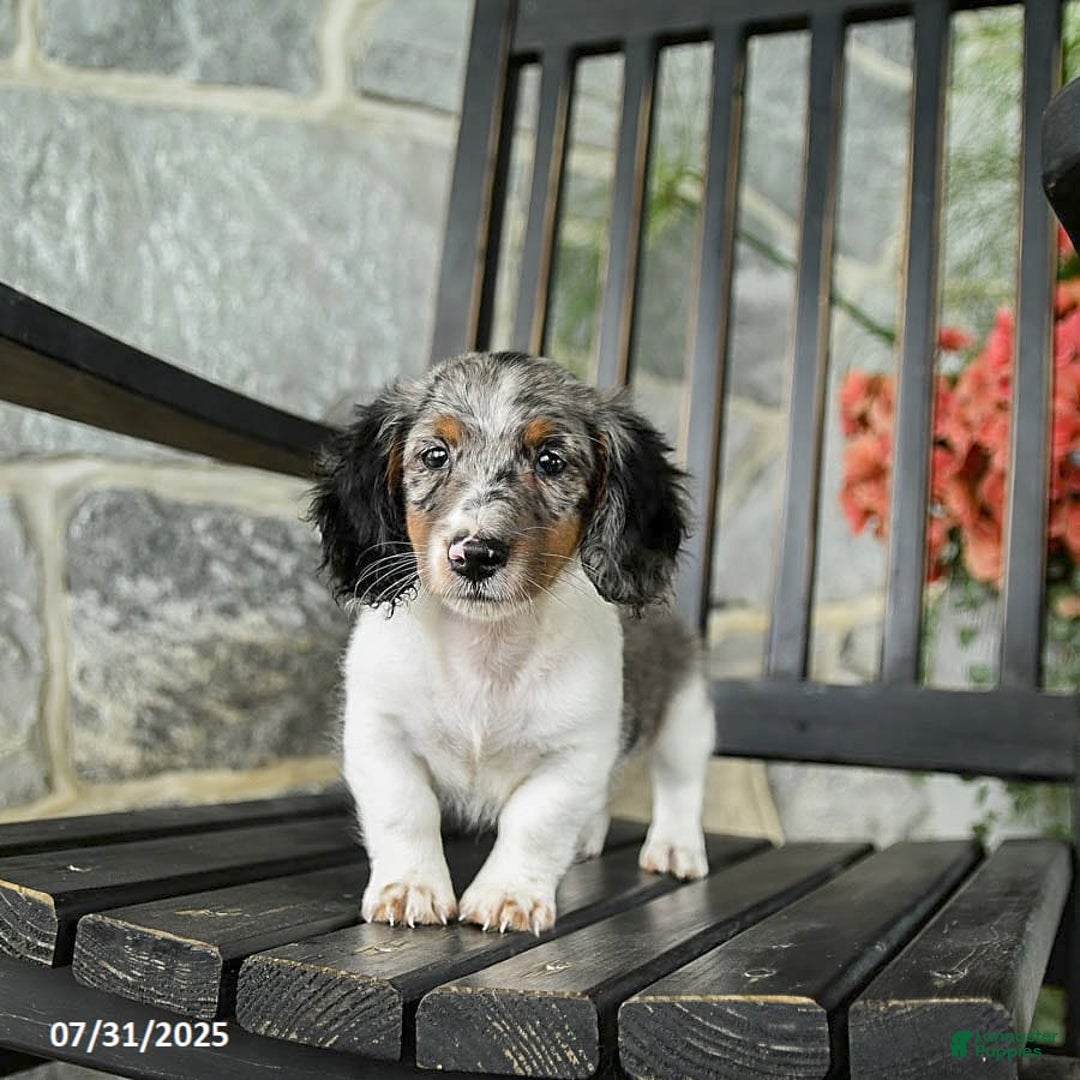 Miniature Dachshund dogs for sale: Cookie - Image 6