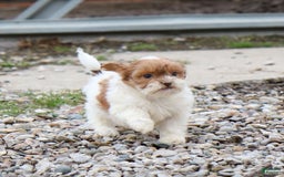 Shihpoo dogs for sale: Amy - Image 22