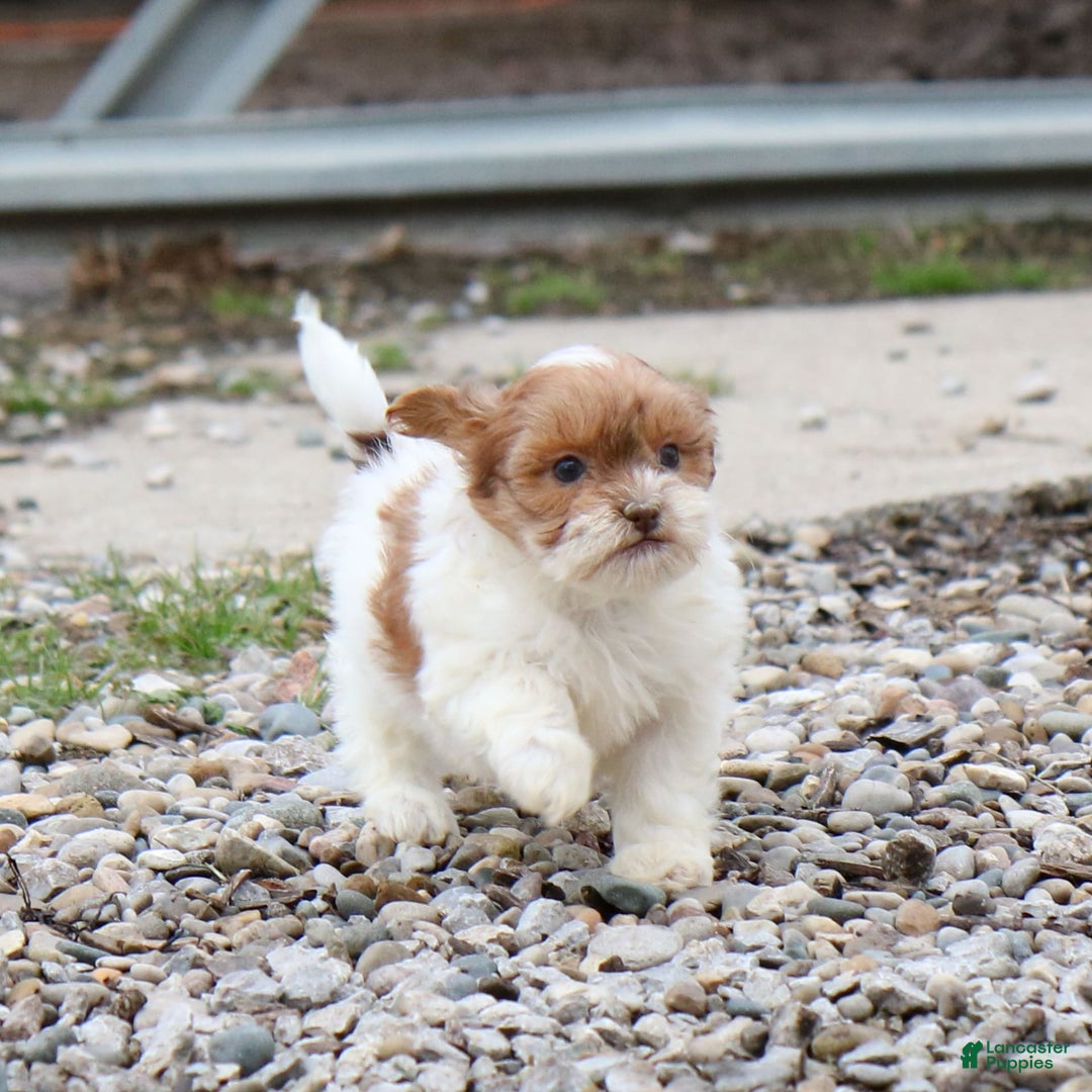 Shihpoo dogs for sale: Amy - Image 22