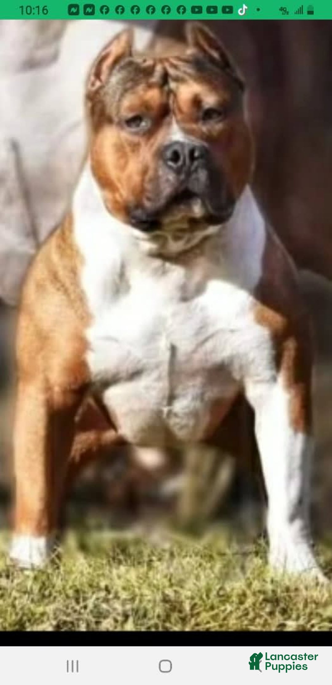 American Bully dogs for sale: Socks - Image 82