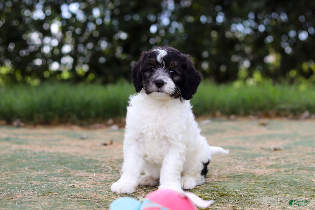 Mini Bernedoodle dogs for sale: Mini Bernedoodle 6 puppies - Image 40
