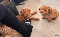 Toy Poodle dogs for sale: Teddy - Image 8