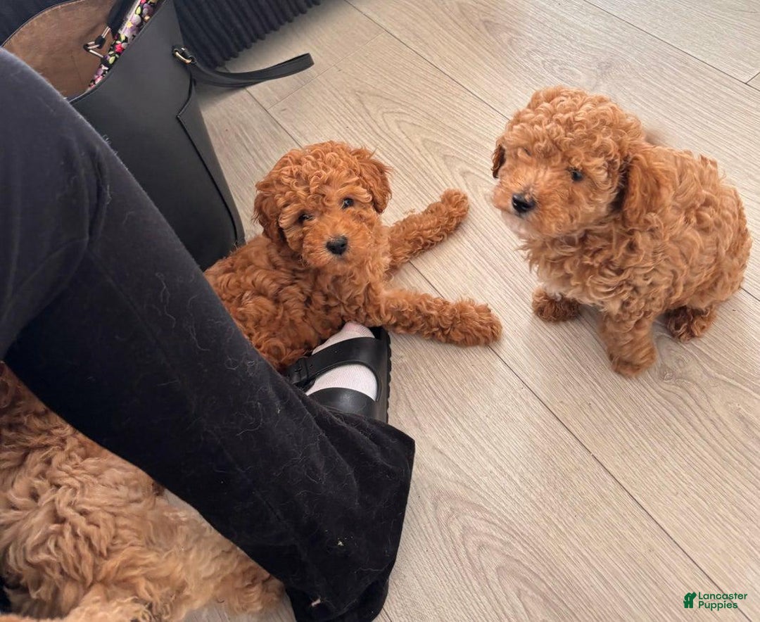 Toy Poodle dogs for sale: Teddy - Image 8