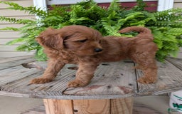 Mini Goldendoodle dogs for sale: Mini -kory - Image 3
