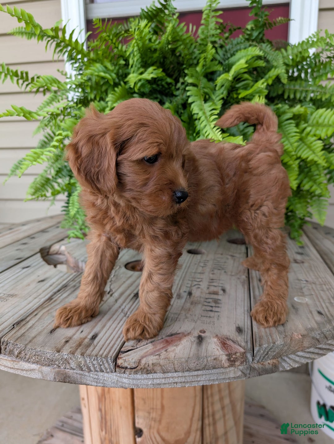 Mini Goldendoodle dogs for sale: Mini -kory - Image 3