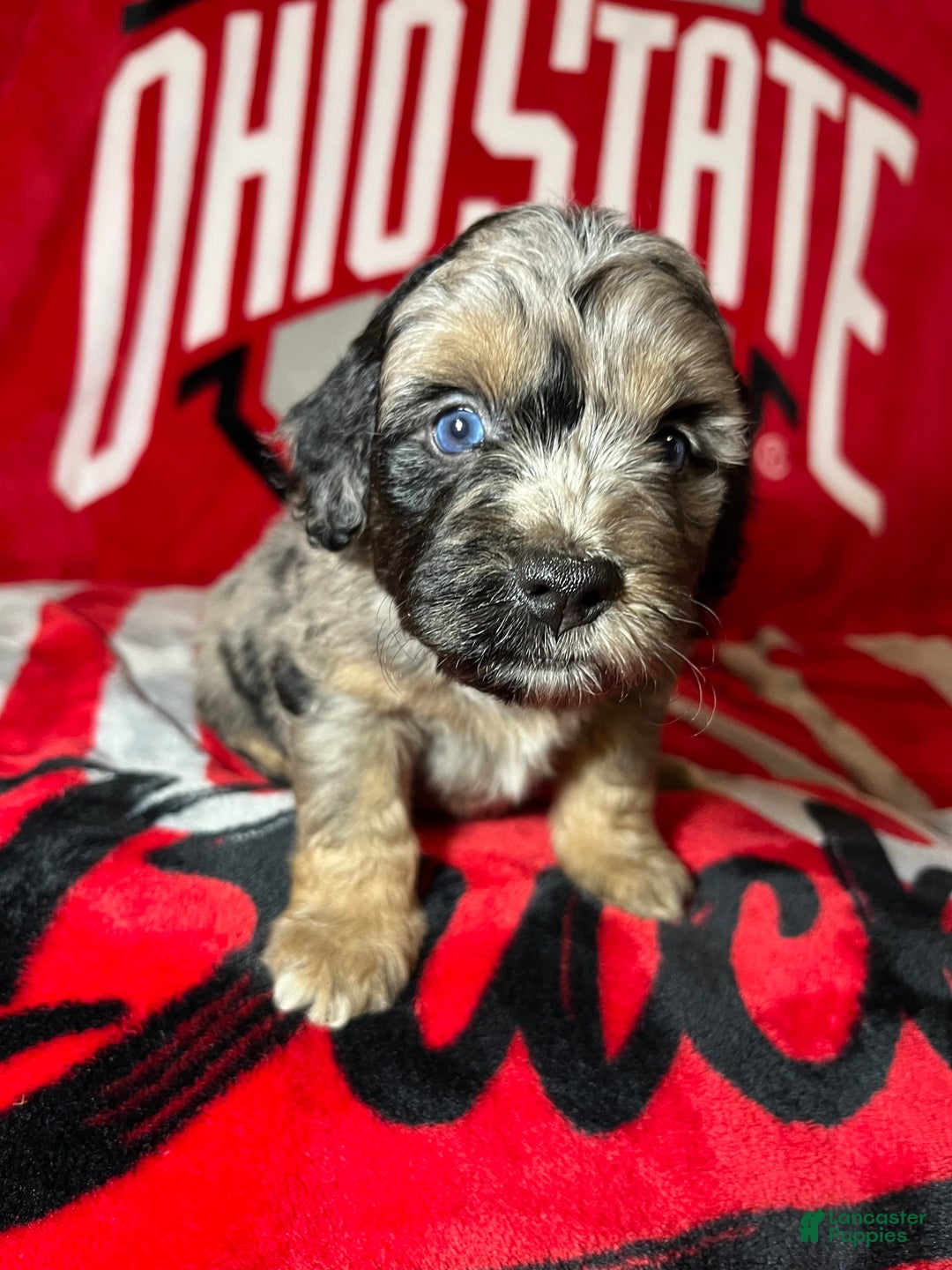 Mini Aussiedoodle dogs for sale: Canary - Image 15