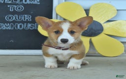 Welsh Corgi Pembroke dogs for sale: Miles - Image 4