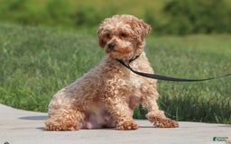 Yorkiepoo dogs for sale: Max - Image 21