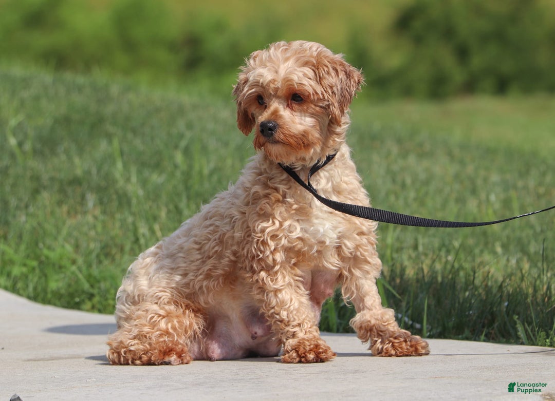 Yorkiepoo dogs for sale: Max - Image 21