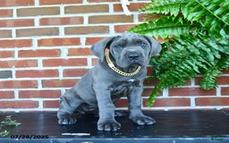 Cane Corso dogs for sale: Jasmine - Image 7