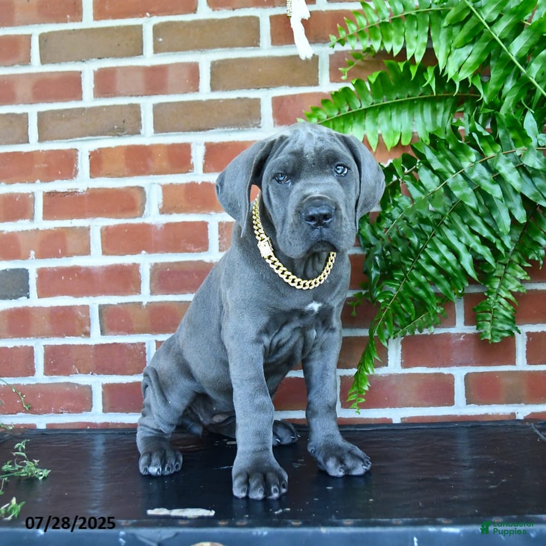 Cane Corso dogs for sale: Jasmine - Image 7