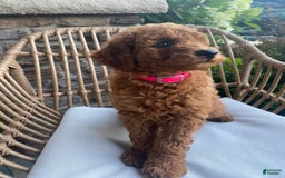 Mini Goldendoodle dogs for sale: Lily - Image 5