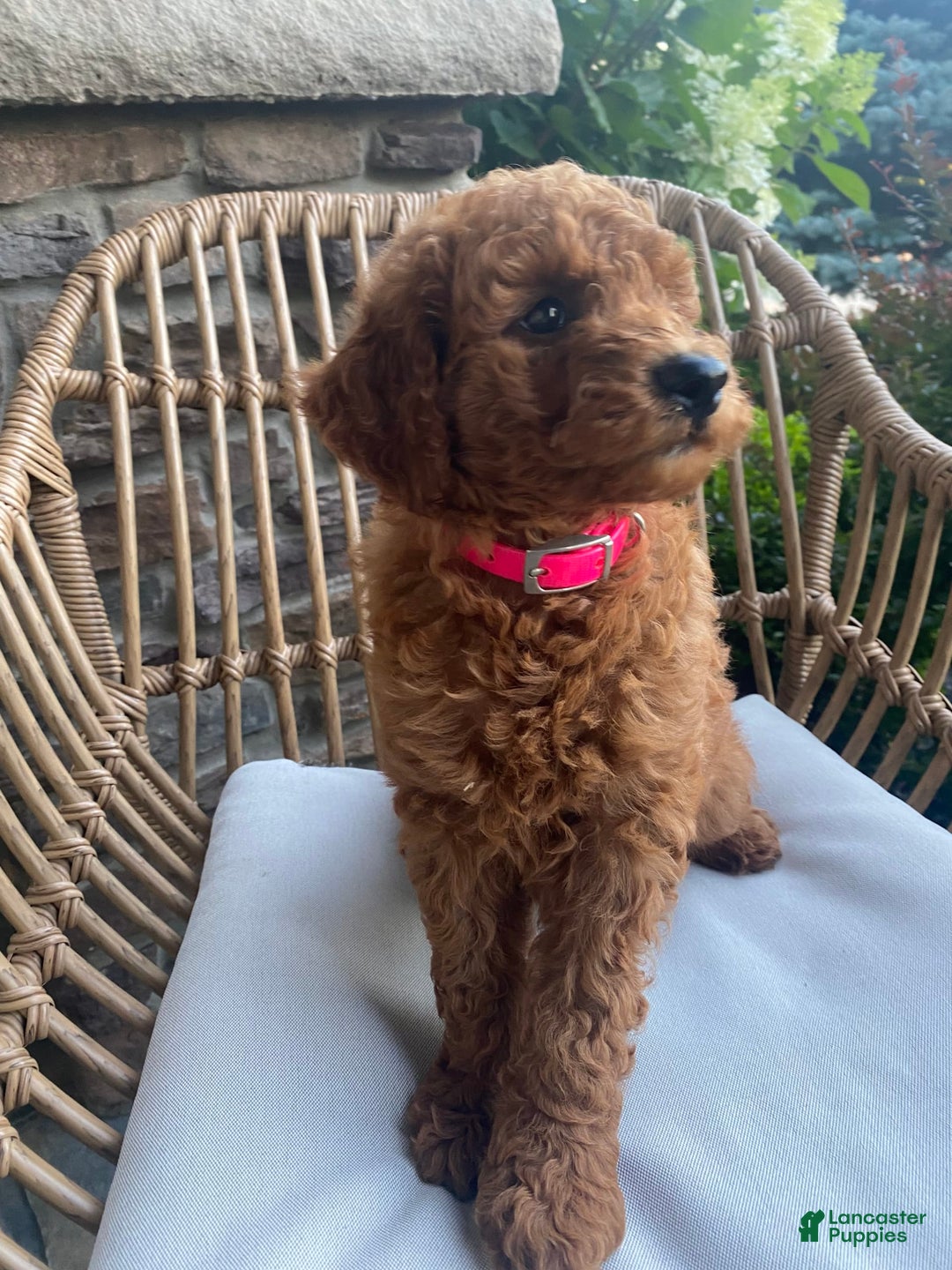 Mini Goldendoodle dogs for sale: Lily - Image 5