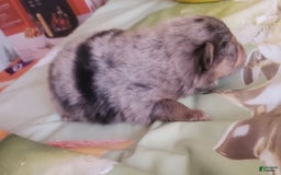 Pomeranian dogs for sale: Buzz - Image 7