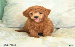 Miniature Poodle dogs for sale: Texas - Image 1