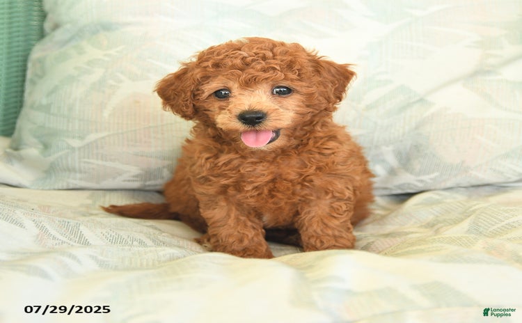 Miniature Poodle dogs for sale - Ad 3