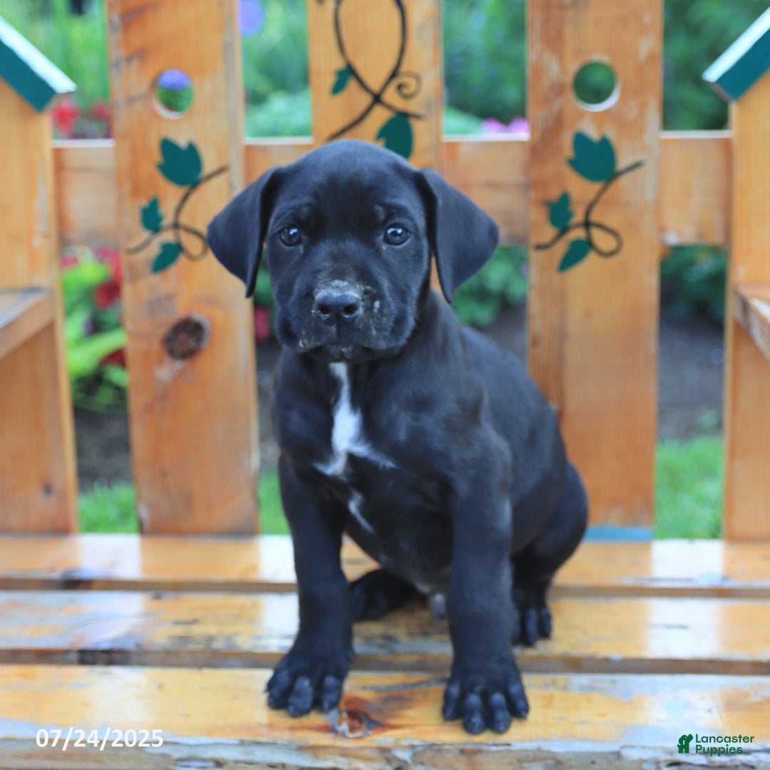 Cane Corso dogs for sale: Kingston - Image 2