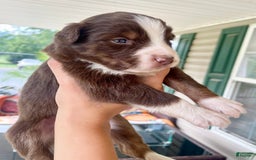 Miniature Australian Shepherd dogs for sale: Miniature Australian Shepherd 5 puppies - Image 4