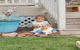 Goldendoodle dogs for sale: Gunner - Image 1