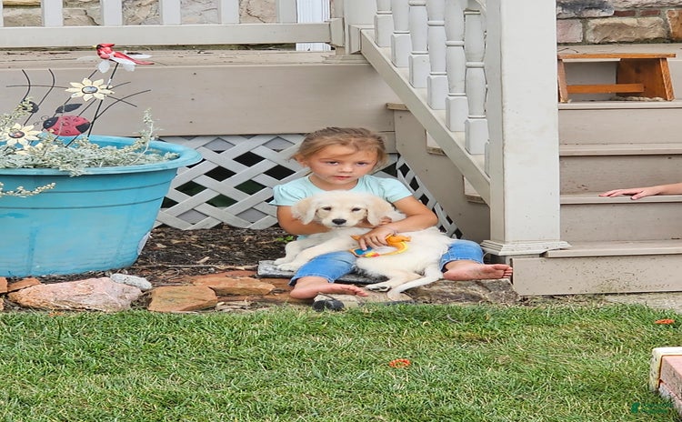 Goldendoodle dogs for sale - Ad 1