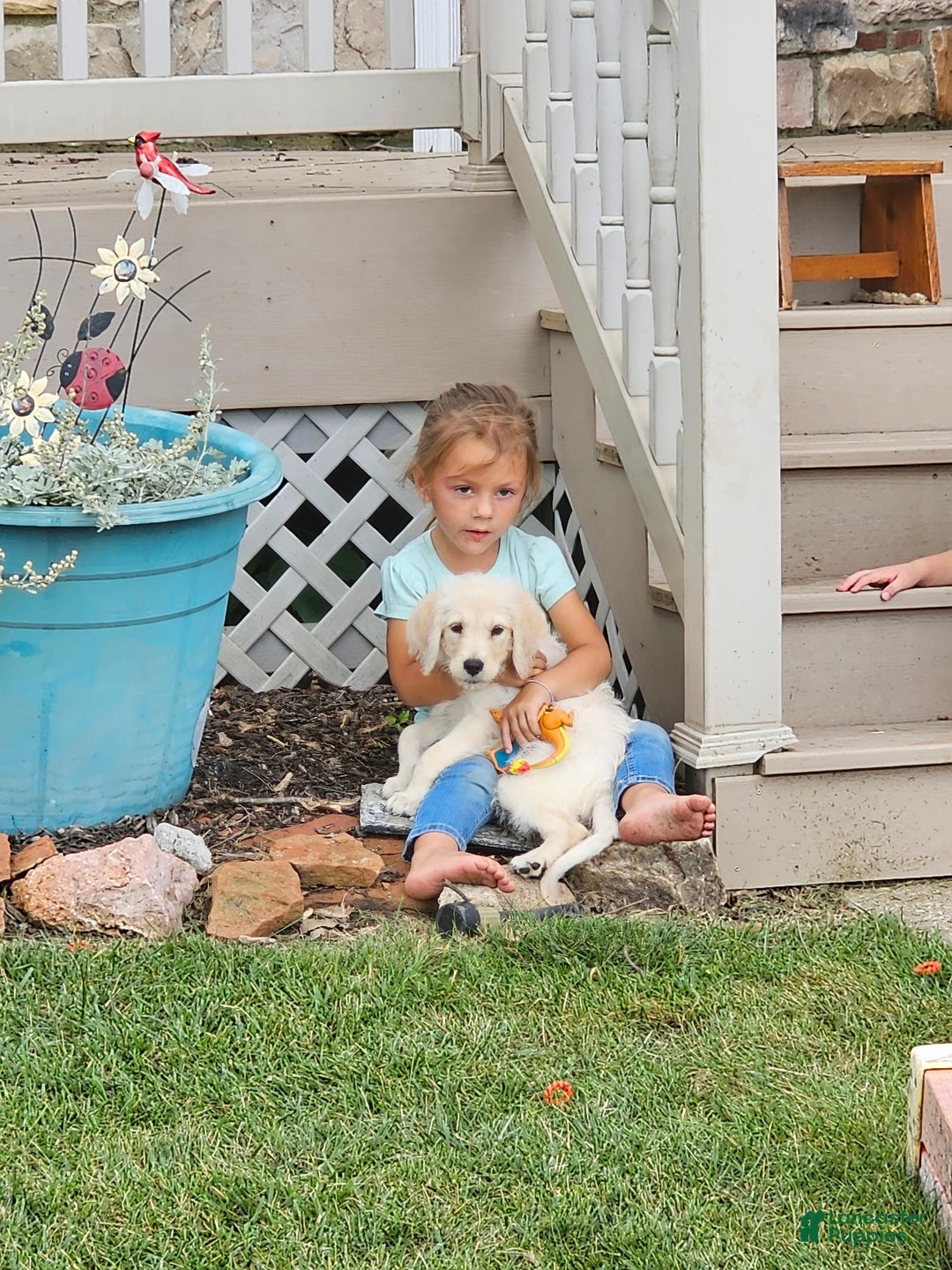 Goldendoodle dogs for sale: Gunner - Image 1