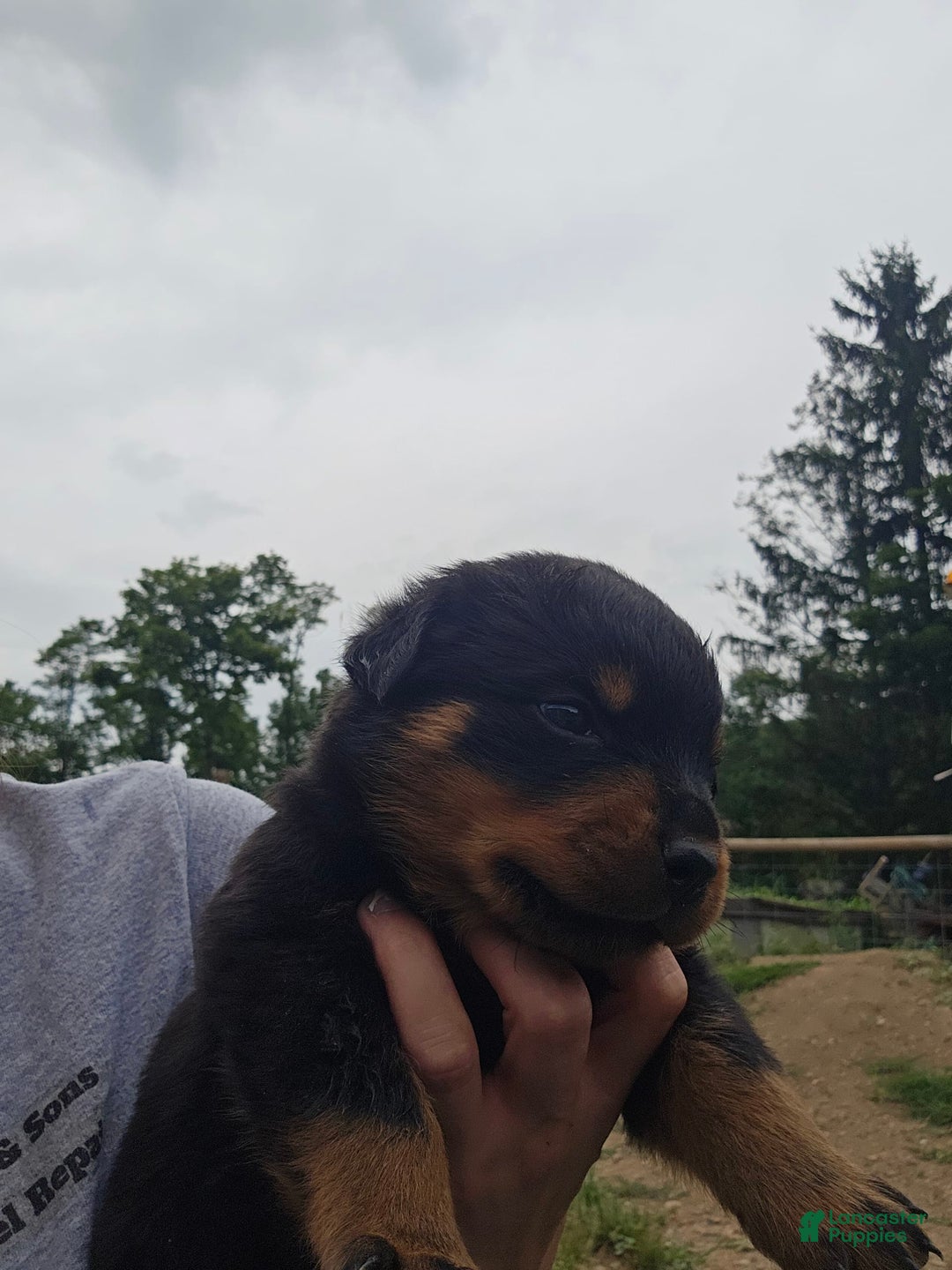 Rottweiler dogs for sale: No Name - Image 3