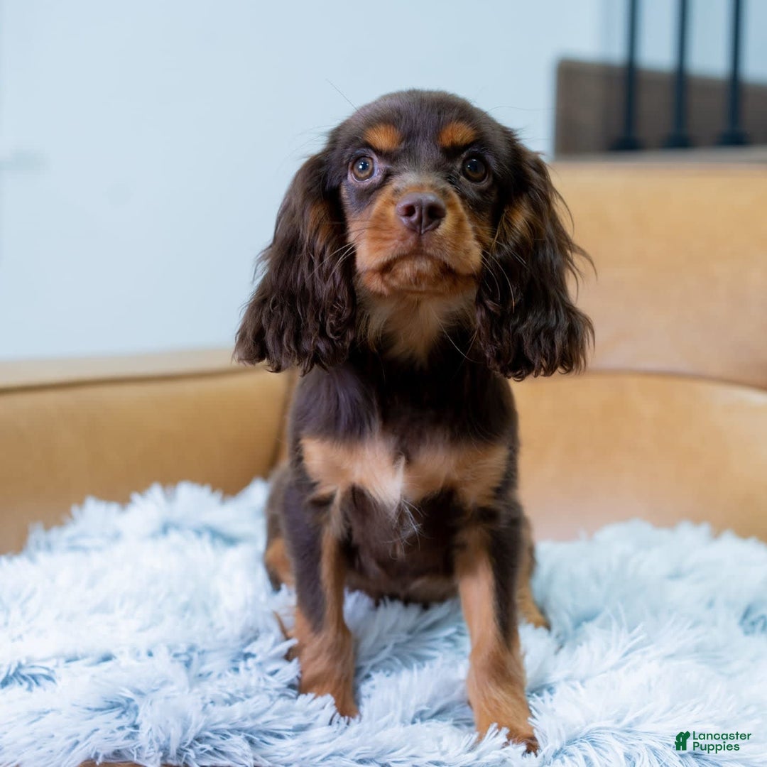Cavalier King Charles Spaniel dogs for sale: Lance - Image 4