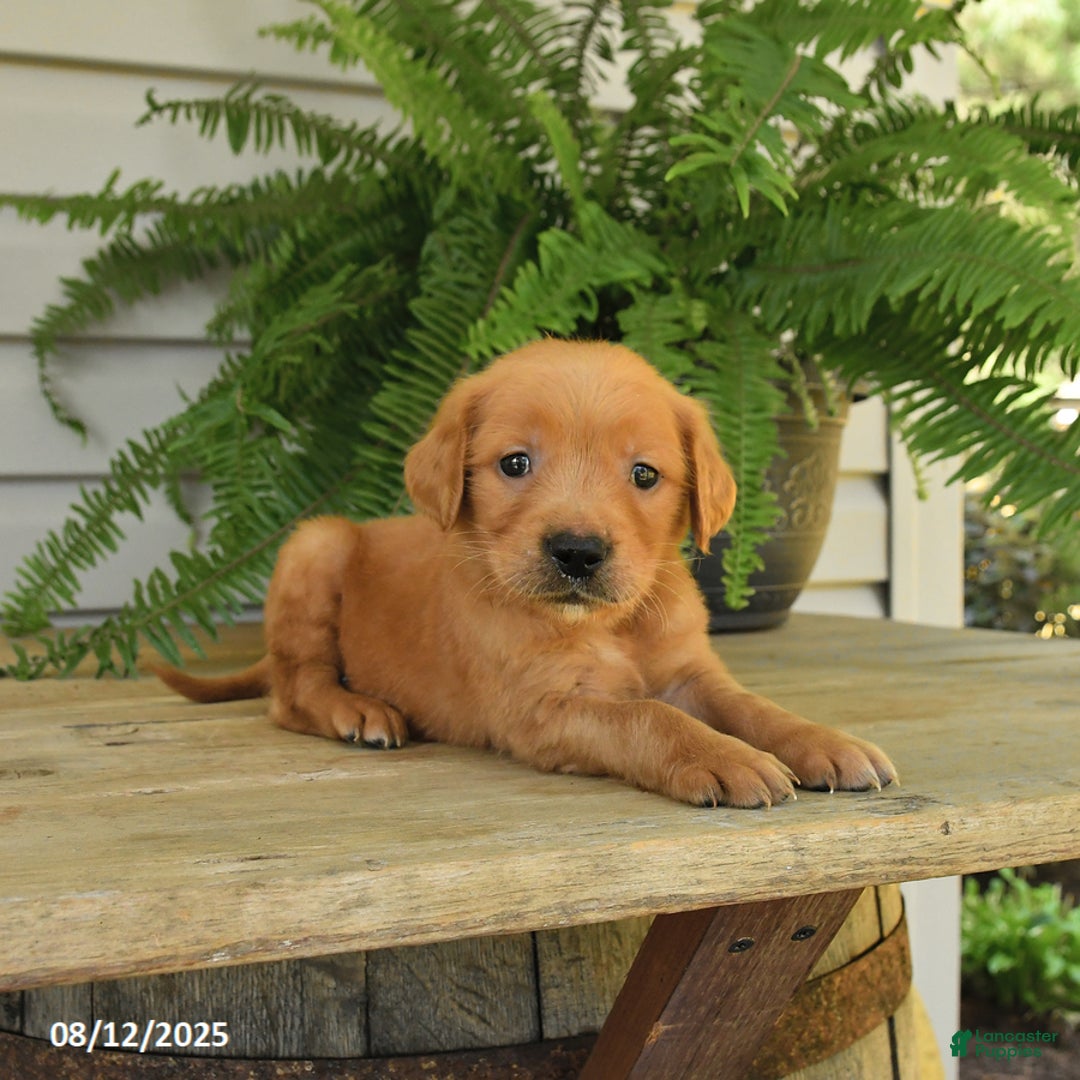 Golden Retriever dogs for sale: Max - Image 3