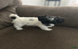 Teddy Bear dogs for sale: Princess - Image 5