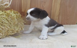 English Springer Spaniel dogs for sale: Marshal - Image 1