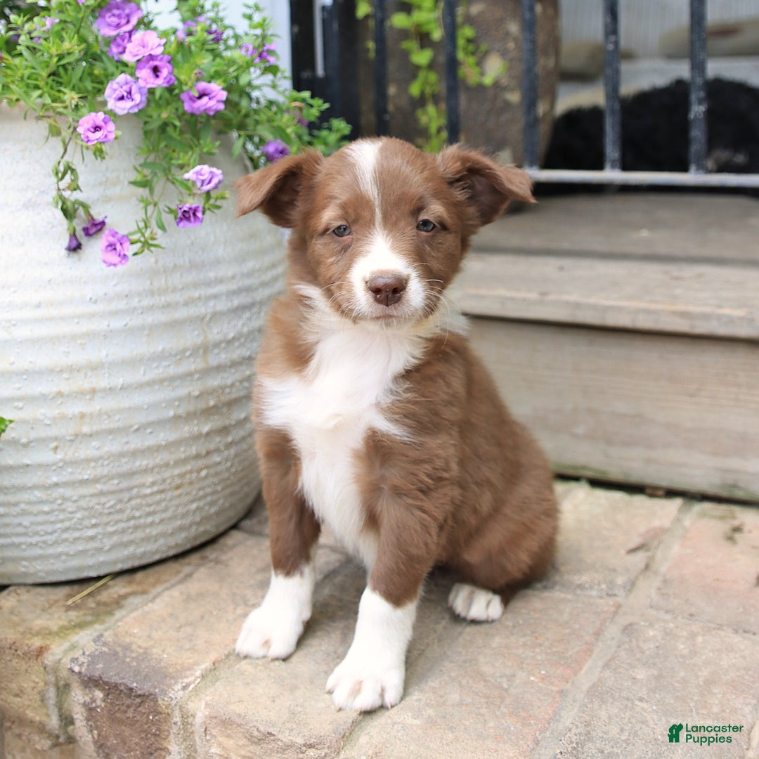 Border Collie dogs for sale: Saige - Image 7