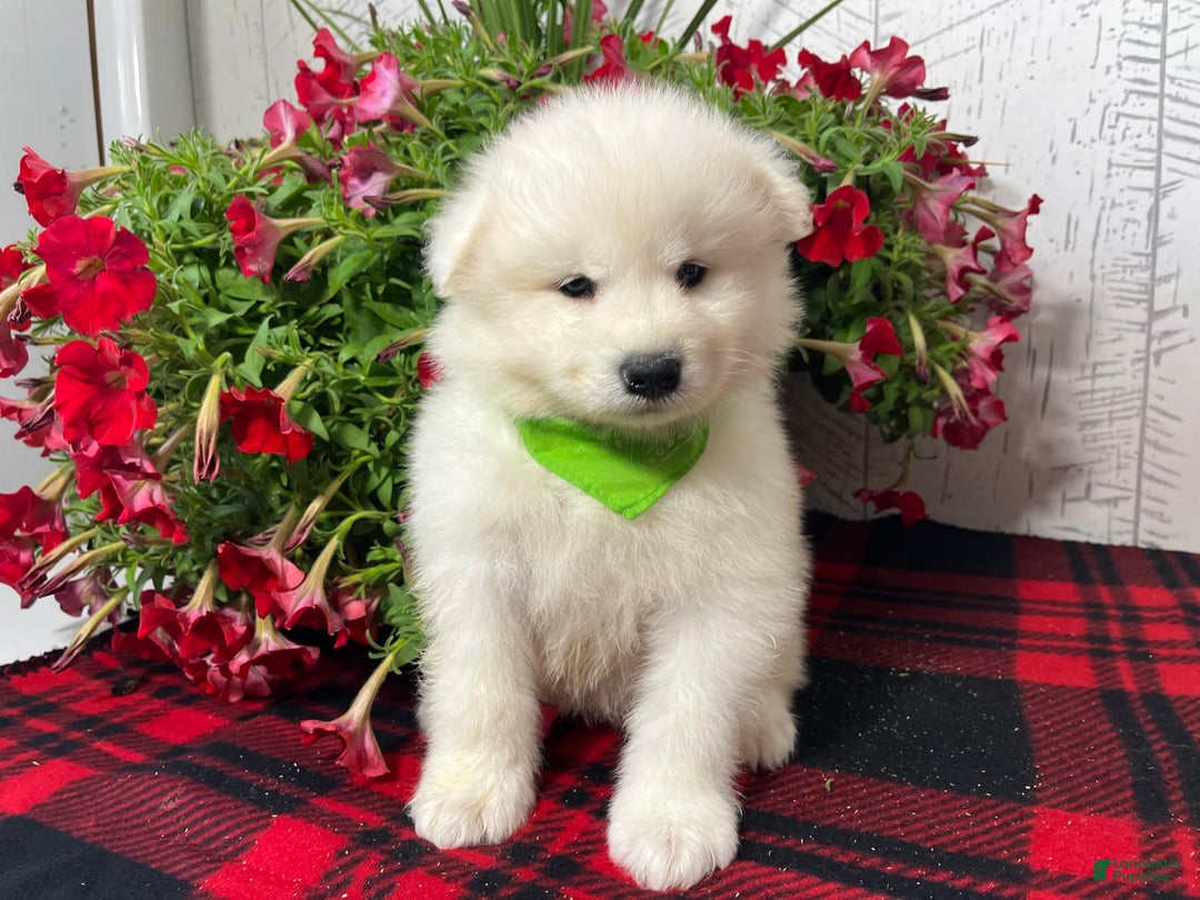 Samoyed dogs for sale: Gizmo - Image 3