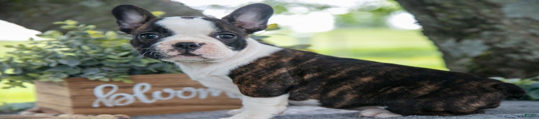 Marsha