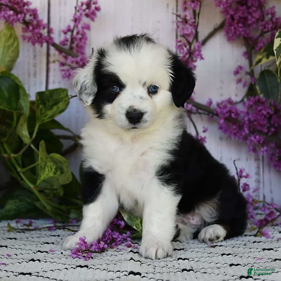 Miniature Australian Shepherd dogs for sale: Axel Toy - Image 13