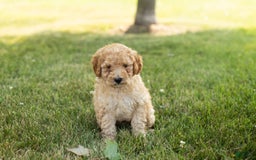 Goldendoodle dogs for sale: Michael - Image 3