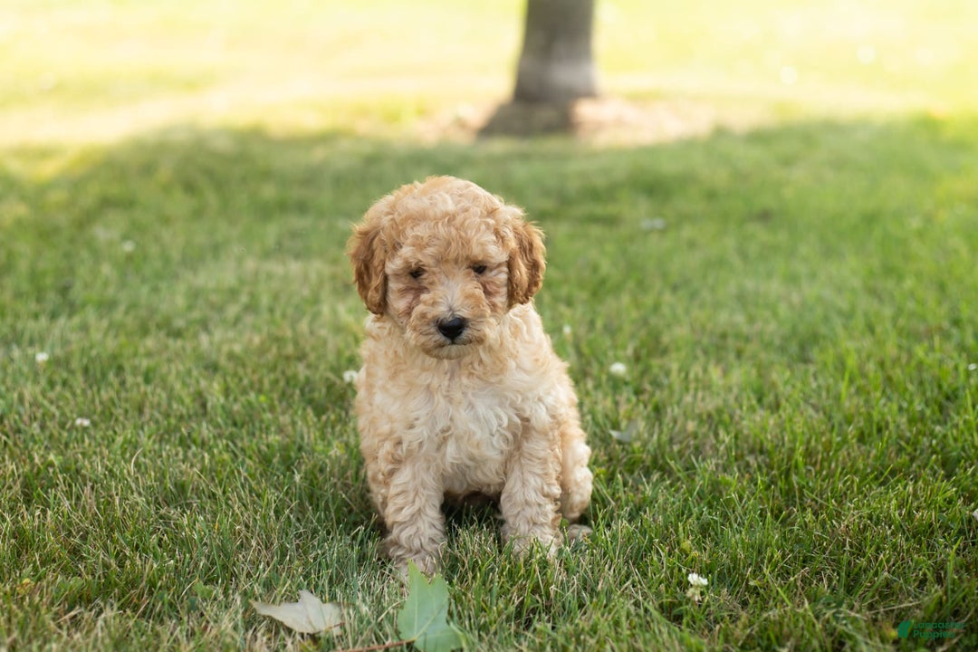 Goldendoodle dogs for sale: Michael - Image 3