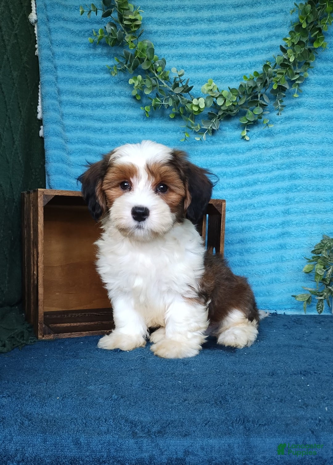 Havanese dogs for sale: Dusty - Image 4
