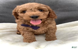Cockapoo dogs for sale: Finn - Image 1