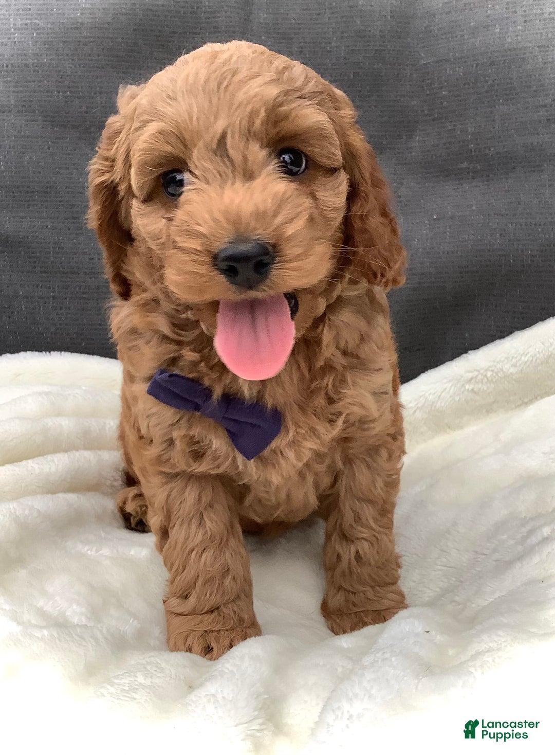 Cockapoo dogs for sale: Finn - Image 1