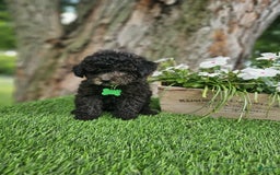 Toy Poodle dogs for sale: Bransen - Image 2