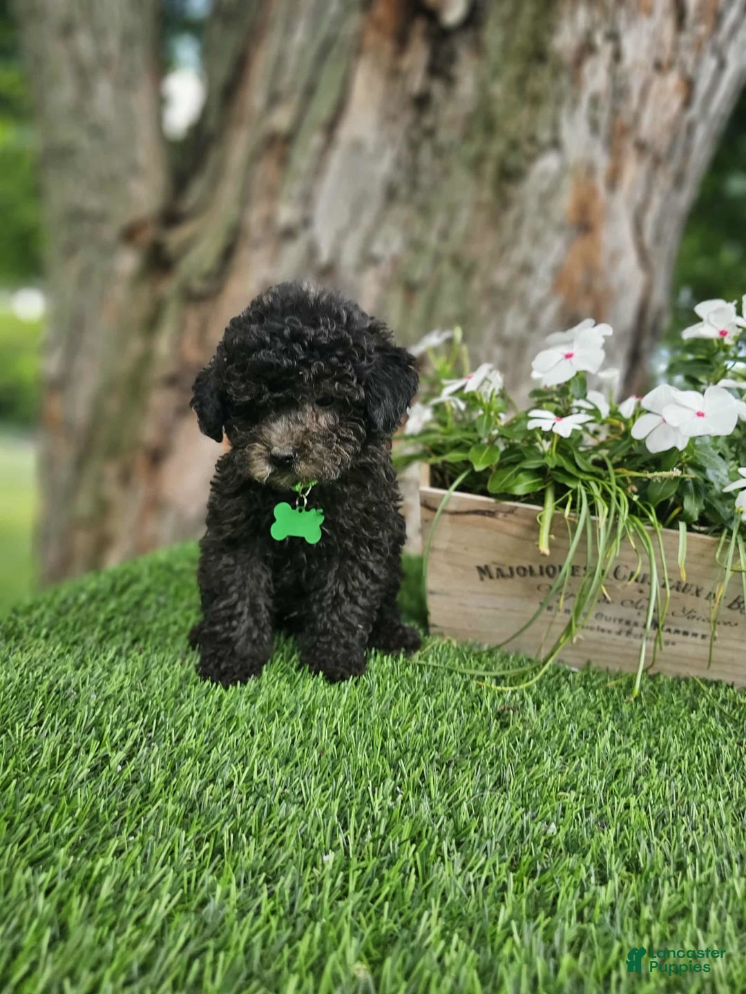 Toy Poodle dogs for sale: Bransen - Image 2