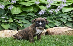 Boxer dogs for sale: Diego - Image 2